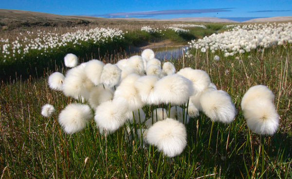 arctic tundra shrubs