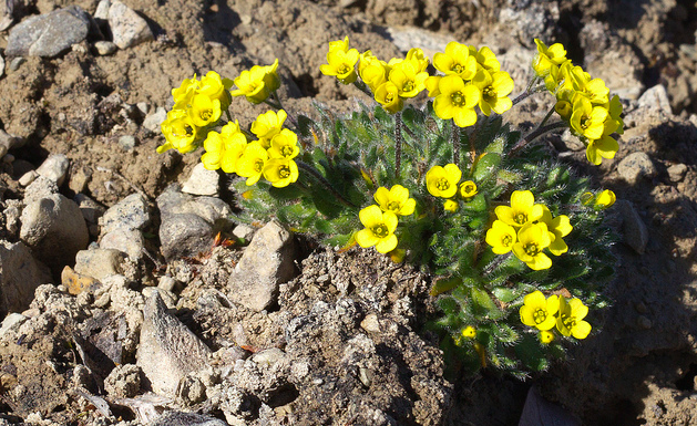 the-beautiful-flowers-of-the-arctic-travel-nunavut