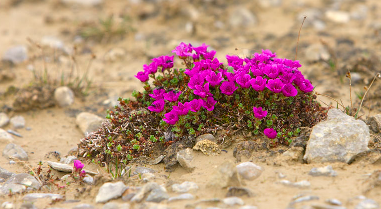 The Beautiful Flowers of the Arctic - Travel Nunavut