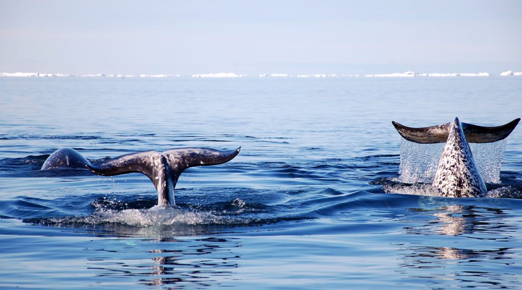 narwhal with two tusks