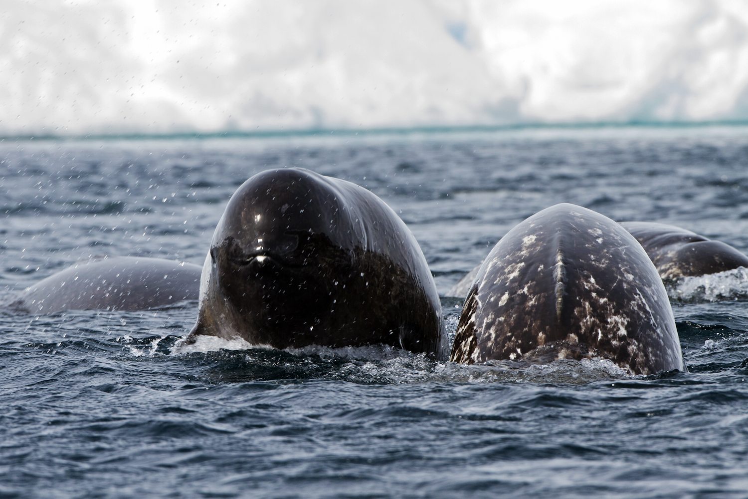 Unicorn of the Sea: Narwhal Facts, Stories