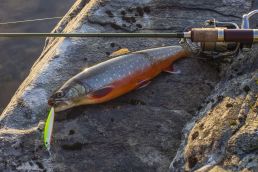 Freshly caught Arctic Char