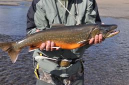 Freshly caught Arctic Char