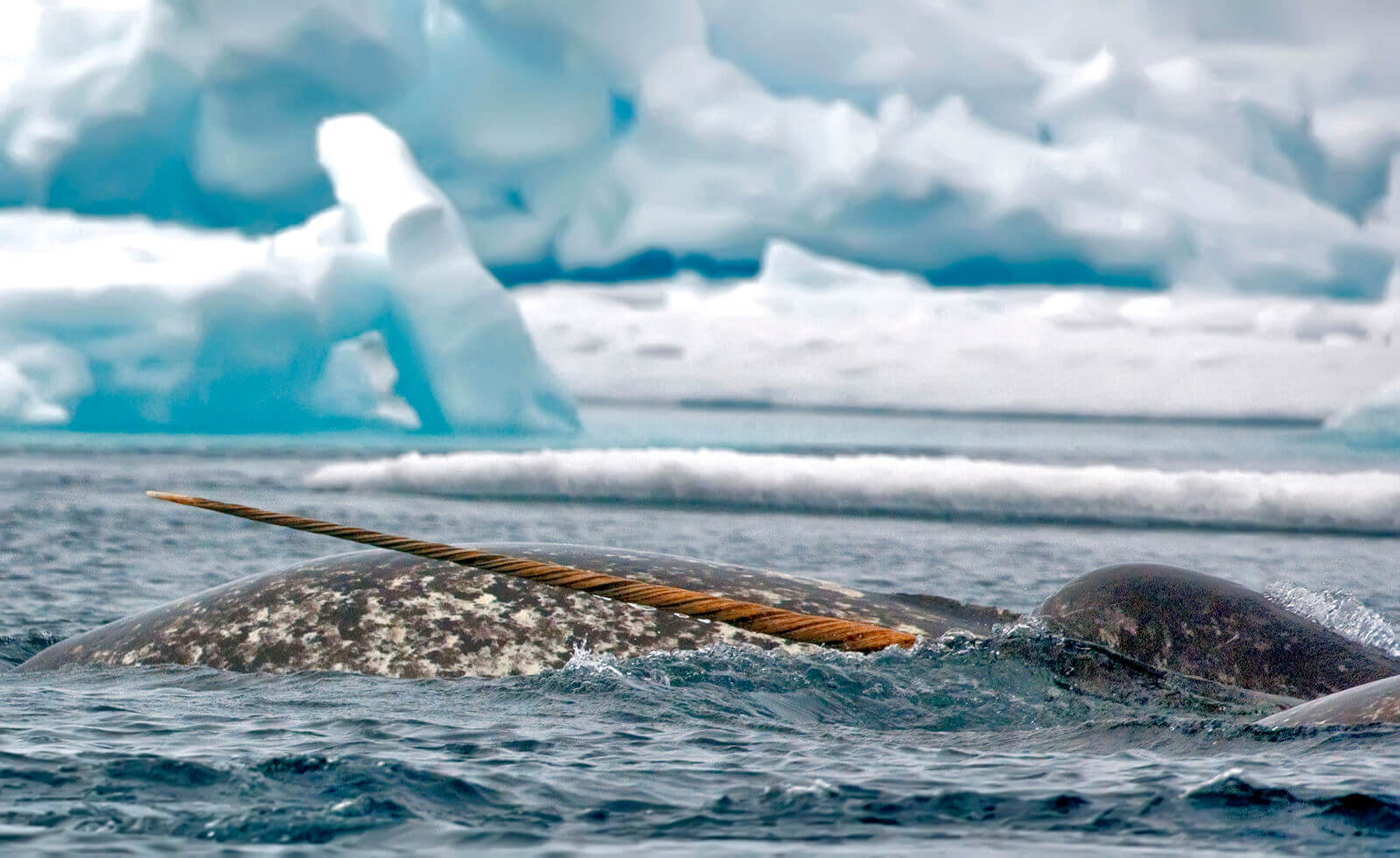 Narwhal whales in a break in the ice