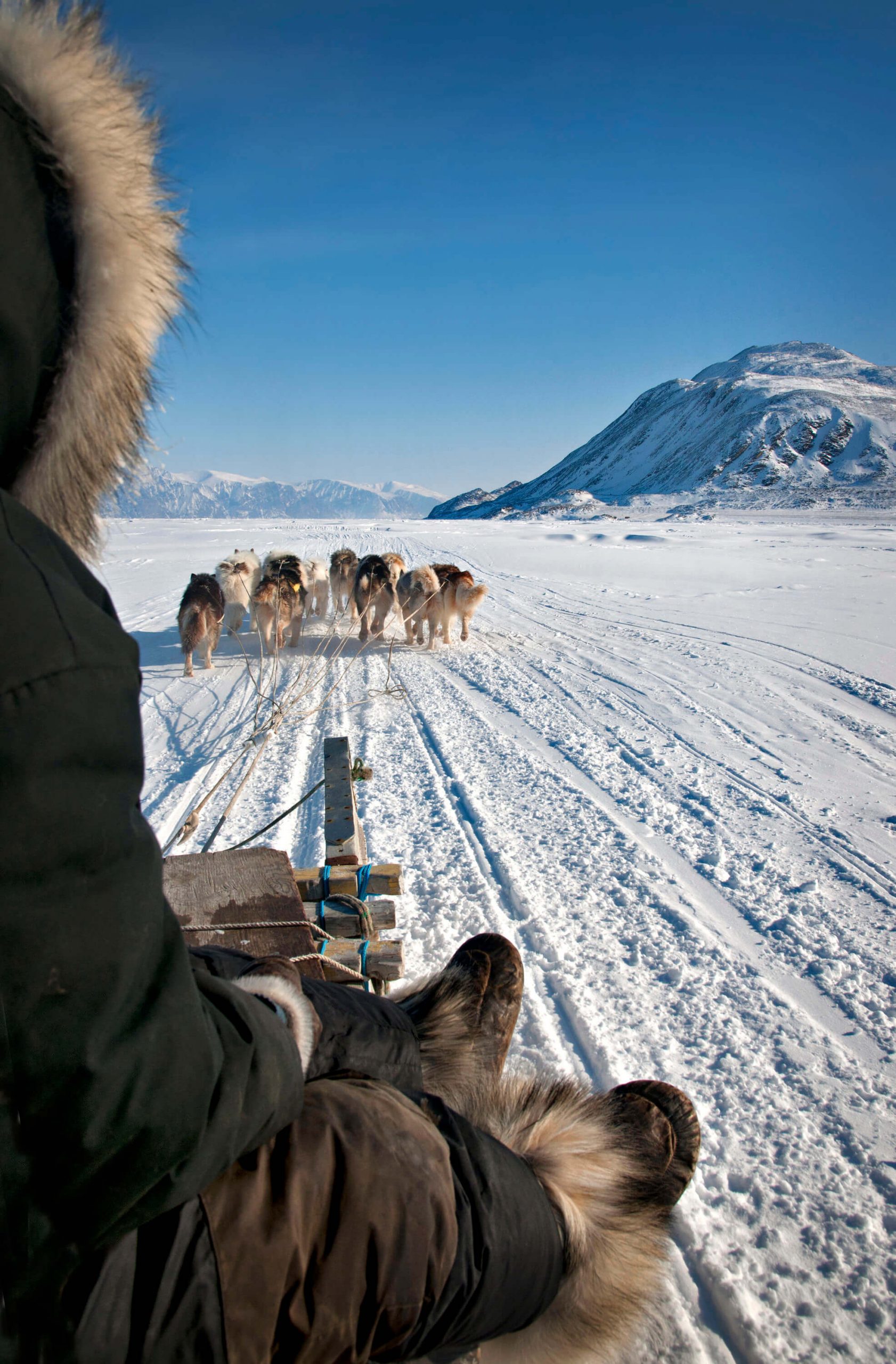 dog team with musher