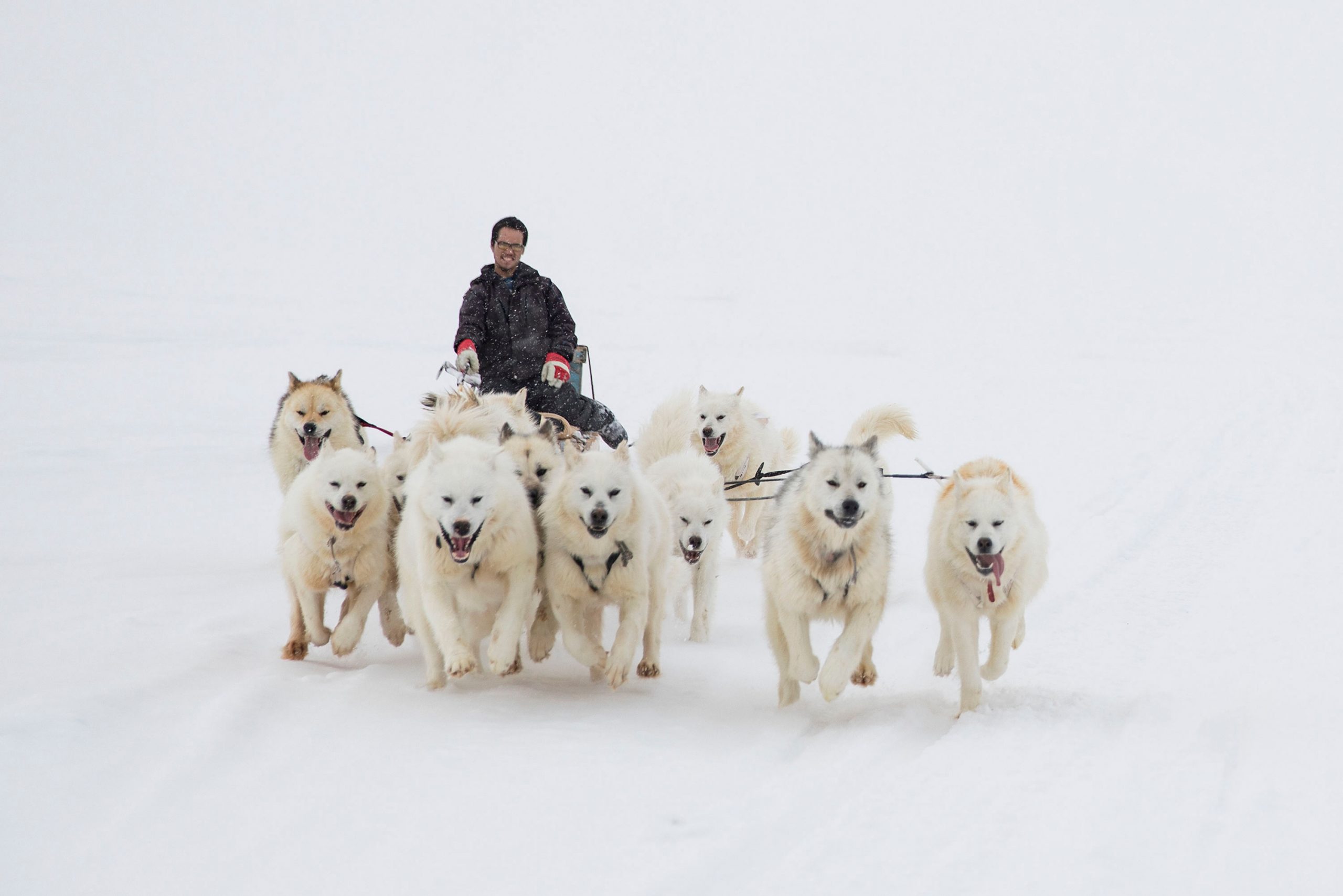 Dog sled team running with musher