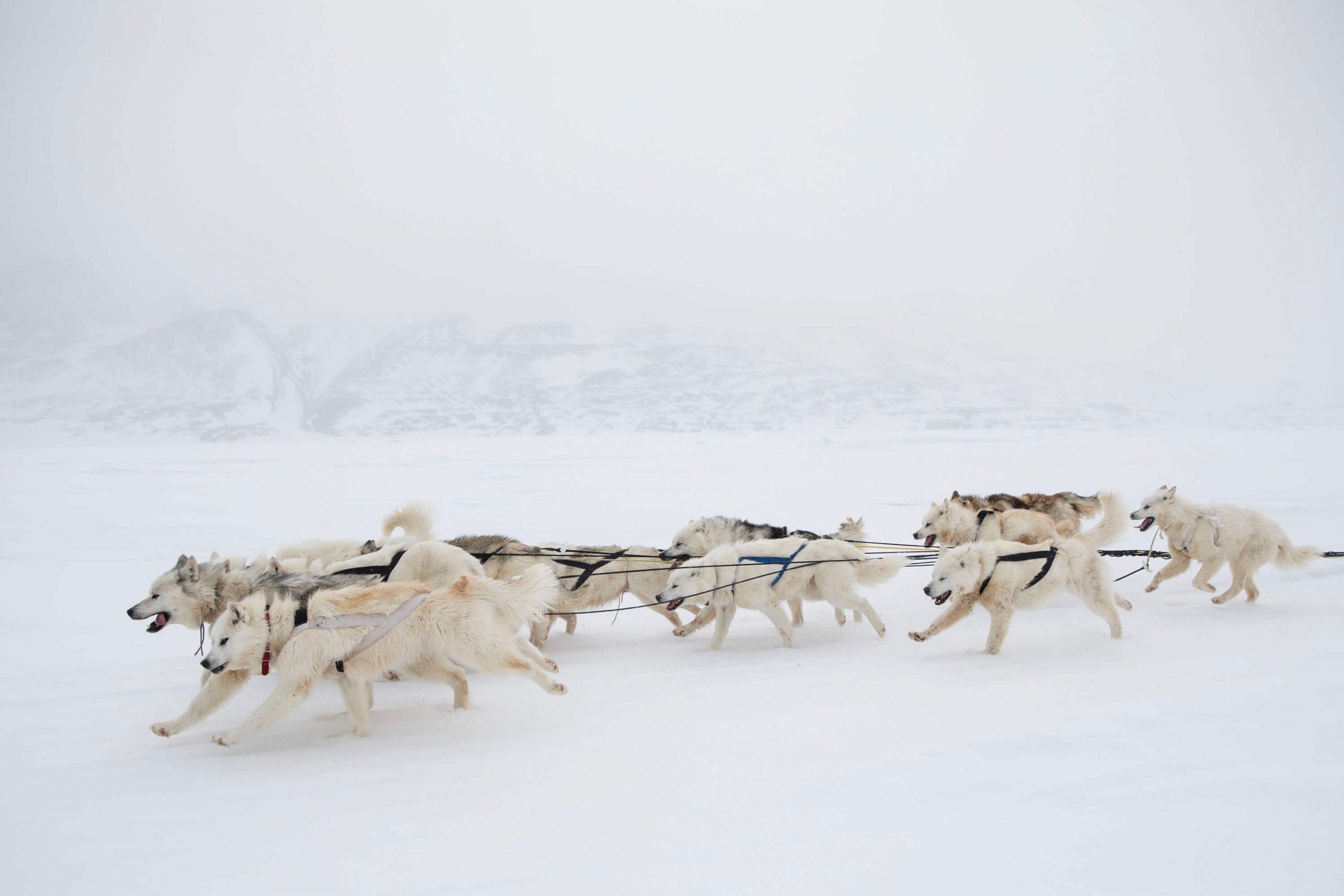 Dog team running