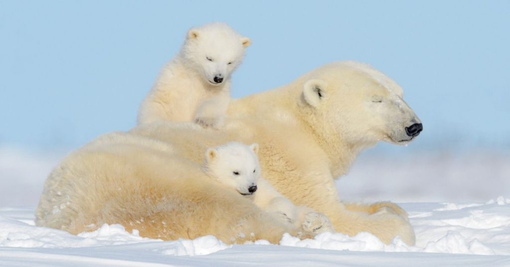 Arctic Animals in Nunavut