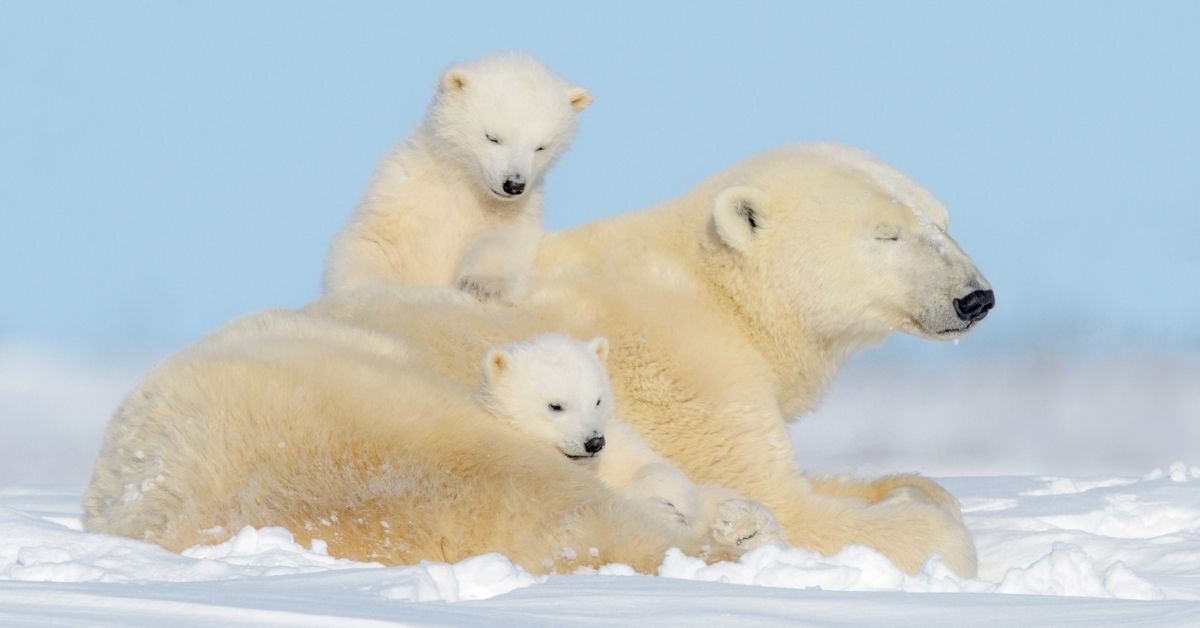Meet the Majestic Arctic Animals of Nunavut - Travel Nunavut
