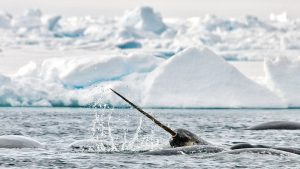 Narwhal in Nunavut 