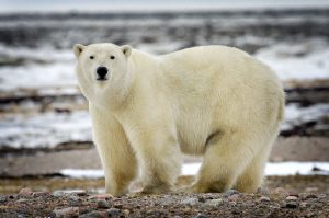 Polar Bear in Nunavut 