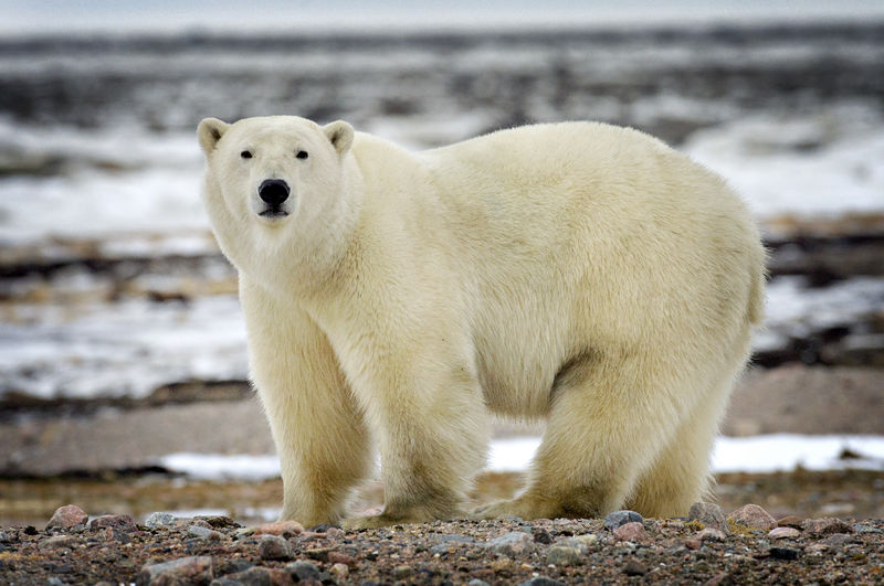 Meet the Majestic Arctic Animals of Nunavut - Travel Nunavut