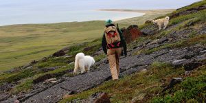 Person hiking on the Nunavut tundra wit two dogs.