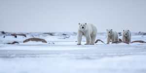 Image of a mother polar bear and her two cubs on the ice in Nunavut.