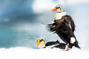 Two King Eider ducks on the ice near the floe edge in spring in Nunavut.